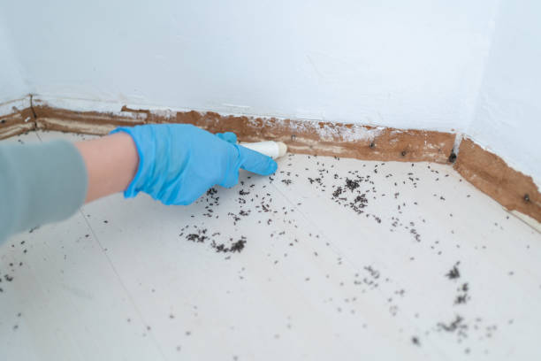 Flea Control Services in Whitmire, SC